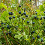 Growing Blueberries in Texas