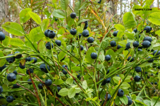 Growing Blueberries in Texas