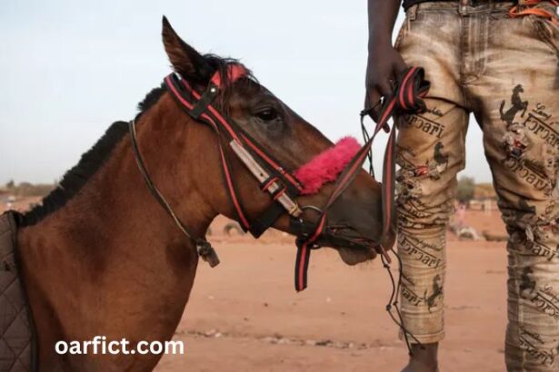 Actualités AU Burkina Faso horse